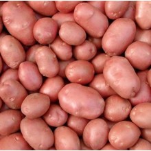 Samanta Cartofi BELLAROSA 2,5KG 