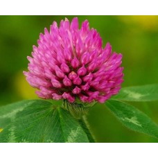 Seminte Trifoi Rosu - Krynia - 1Kg